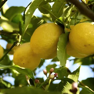 Bed & Breakfast Il Giardino Di Gabri, Roma